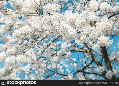 blossom cherry blossom spring tree
