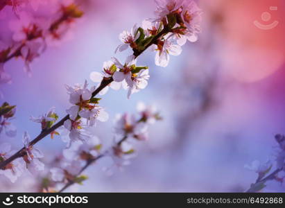 Blossom cherry. Flowers of the cherry blossoming in the spring garden