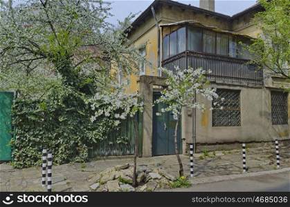 Blossom cherry-trees in springtime and old house