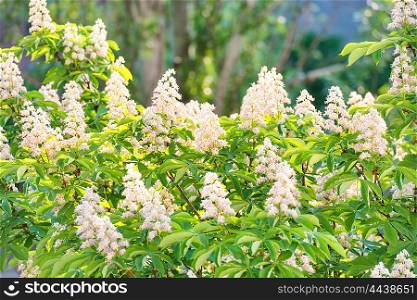 Blossom chestnut tree in white flowers with green leaves.