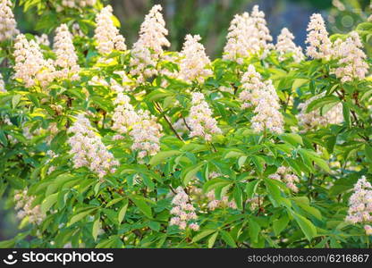 Blossom chestnut tree in white flowers with green leaves.