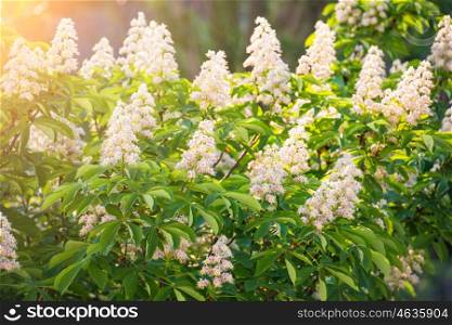 Blossom chestnut tree in white flowers with green leaves and sun light