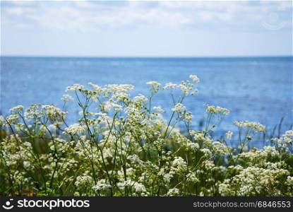 Blossom cow parsley flowers by the coast with clear blue water. Blossom cow parsley by the coast