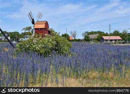 Blossom dog rose shrub and bluweed flowers by an old windmill at the island Oland in Sweden