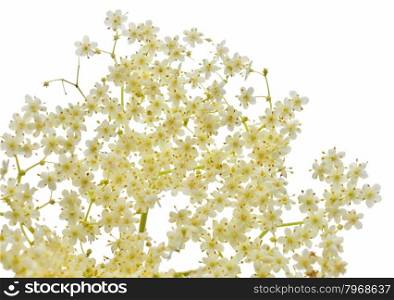 Blossom elderflower on white background