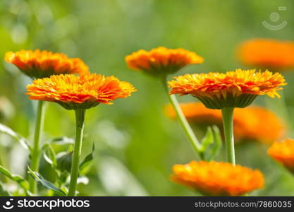 Blossom Flower of a calendula