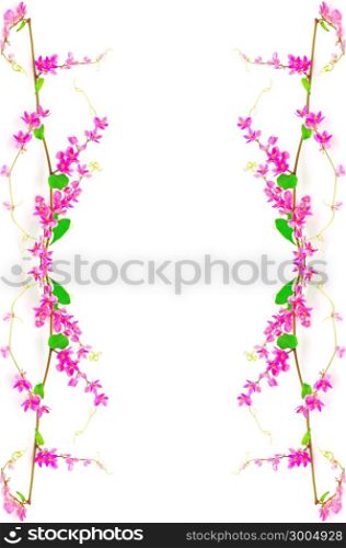 Blossom flower of Antigonon leptopus or Pink Coral Vine, isolated on a white background