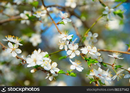 Blossom flowers of apricot tree in a sping season