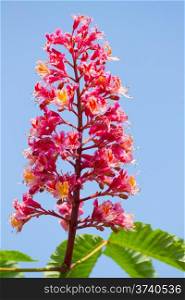 Blossom flowers on the chestnut tree&#xA;&#xA;