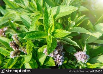 Blossom green mint leaves with flowers as organic background