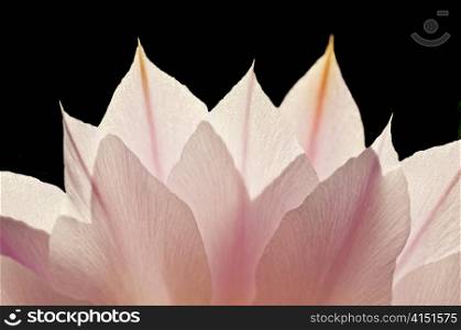 blossom in back-light
