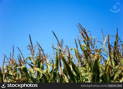Blossom maize field detail at blue sky