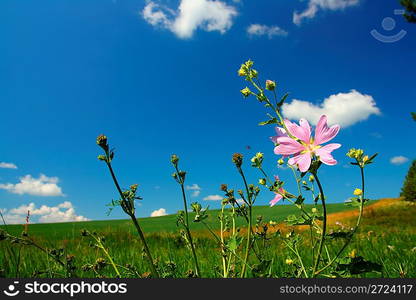 blossom mallow wildflower on green meadow background