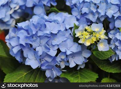 blossom of a blue Hydrangea (Hortensia) in a garden