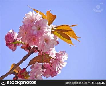 blossom of a japanese cherry. blossom of cherry