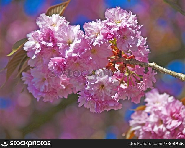 blossom of a japanese cherry. blossom of cherry