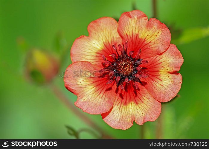 blossom of a red yellow flower
