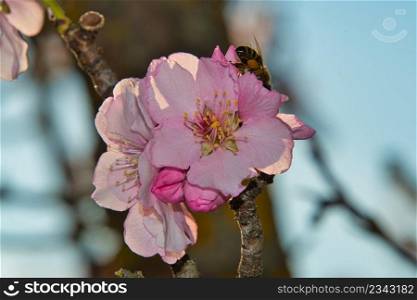 Blossom of almond trees in Alsace in France