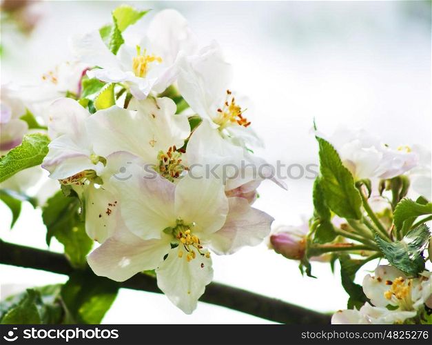 blossom of an apple tree. apple tree