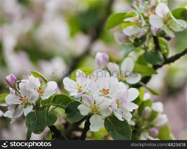 blossom of an apple tree. apple tree