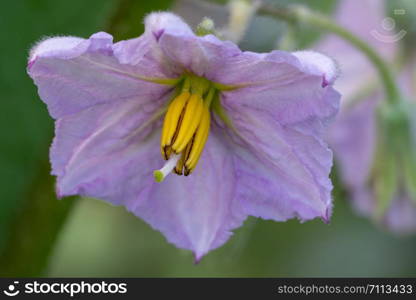 Blossom of aubergine plant (Solanum melongena)