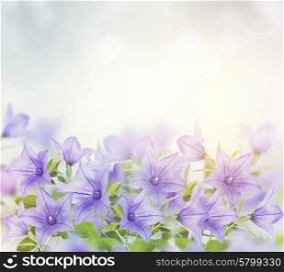 Blossom Of Blue Bell Flowers