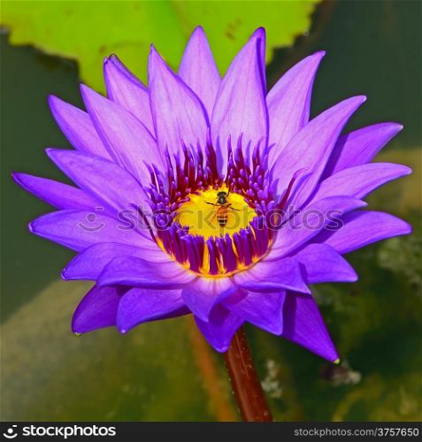 Blossom of colorful of purple waterlily, in the pond