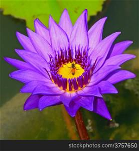 Blossom of colorful of purple waterlily, in the pond