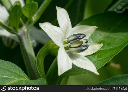 Blossom of dwarf chili plant (Capsicum annuum)