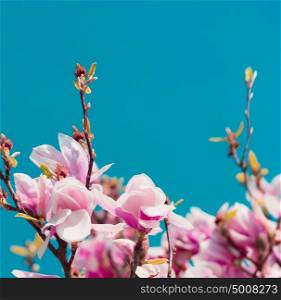 Blossom of Magnolia tree at blue sky background, springtime nature in garden or park