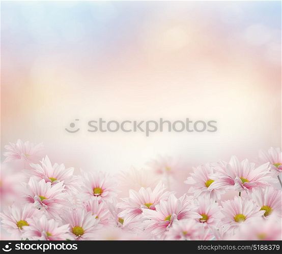 Blossom of Pink Daisy Flowers. Pink Daisy Flowers
