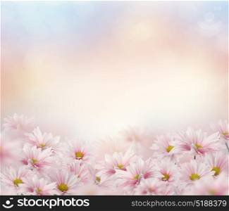Blossom of Pink Daisy Flowers. Pink Daisy Flowers