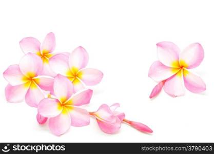 Blossom of pink Plumeria flower, isolated on a white background