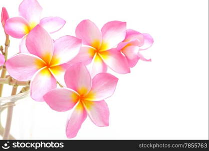 Blossom of pink Plumeria flower, isolated on a white background