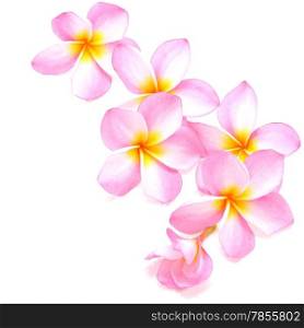 Blossom of pink Plumeria flower, isolated on a white background