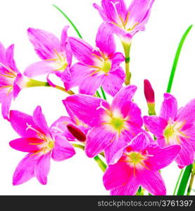 Blossom of pink Zephyranthes Lily, Rain Lily, Fairy Lily, Little Witches, isolated on a white background