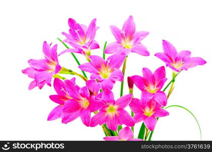 Blossom of pink Zephyranthes Lily, Rain Lily, Fairy Lily, Little Witches, isolated on a white background