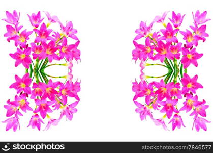 Blossom of pink Zephyranthes Lily, Rain Lily, Fairy Lily, Little Witches, isolated on a white background