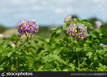 Blossom of potato on the blue sky