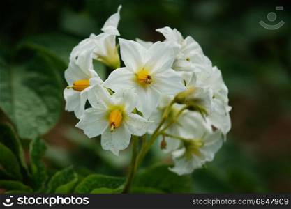Blossom of potato plant, Solanum tuberosum