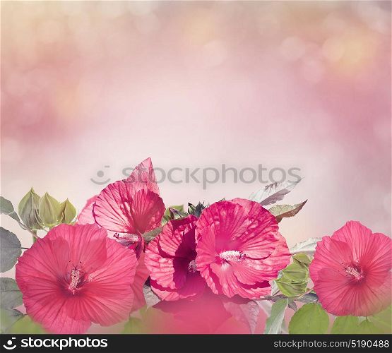 Blossom of Red Hibiscus Flowers. Red Hibiscus Flowers