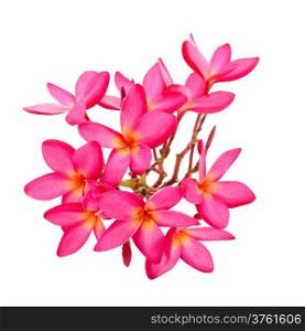 Blossom of red Plumeria flower, tropical flower isolated on a white background