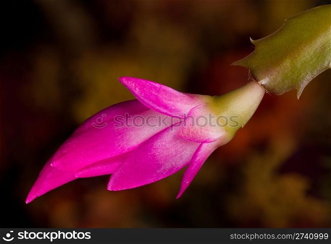 Blossom of the Christmas Cacti flower in macro
