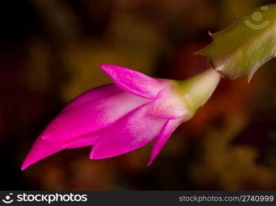 Blossom of the Christmas Cacti flower in macro