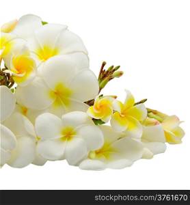 Blossom of white and yellow Plumeria flower, tropical flower isolated on a white background
