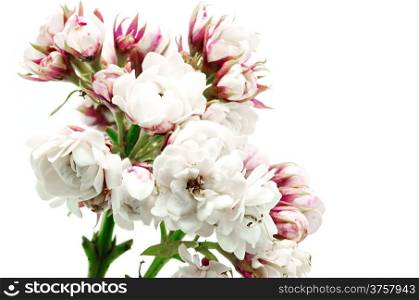 Blossom of white flower, Glory Bower (Clerodendrum chinense), isolated on a white background