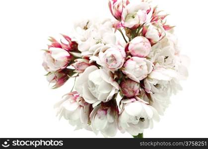 Blossom of white flower, Glory Bower (Clerodendrum chinense), isolated on a white background