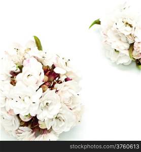 Blossom of white flower, Glory Bower (Clerodendrum chinense), isolated on white