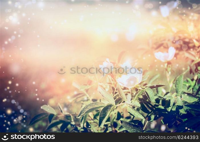Blossom of white rose hips over sunset nature background, outdoor