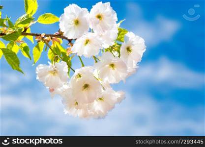 Blossom of white sakura flowers on a spring tree branch over blue sky